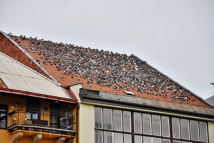 A2B Pest Control are able to install spikes to deter birds from roofs in Sunbury On Thames.