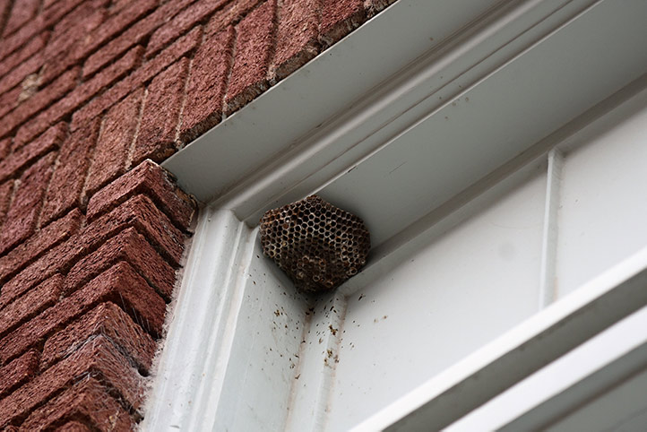 We provide a wasp nest removal service for domestic and commercial properties in Sunbury On Thames.